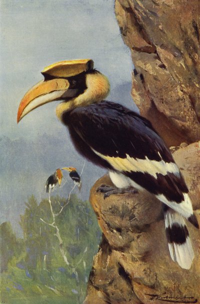 Bucero bianconero da after Wilhelm Kuhnert