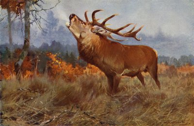 Cervo da after Wilhelm Kuhnert