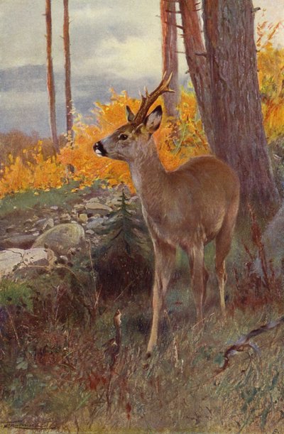 Capriolo da after Wilhelm Kuhnert