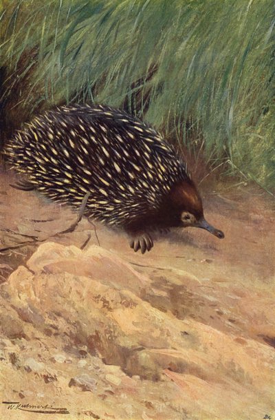 Echidna da after Wilhelm Kuhnert