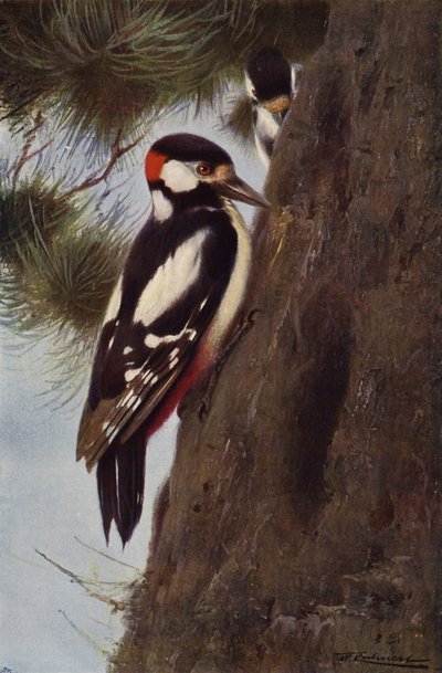 Picchio maculato da after Wilhelm Kuhnert