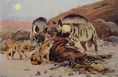 Iena striata e sciacallo da after Wilhelm Kuhnert