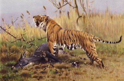 Tigre da after Wilhelm Kuhnert