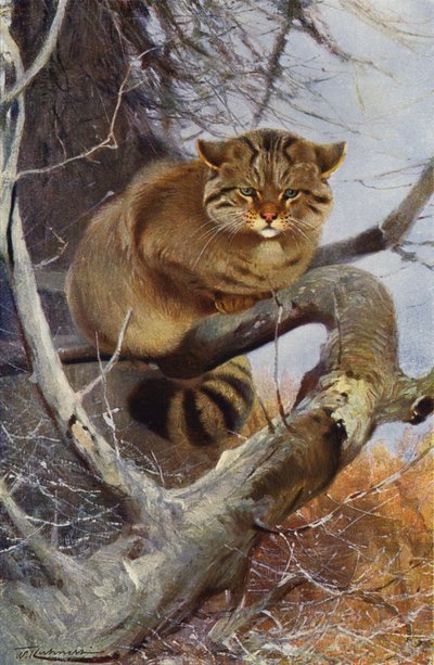 Gatto selvatico da after Wilhelm Kuhnert