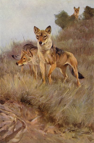 Lupo da after Wilhelm Kuhnert