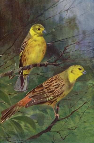 Zigolo giallo da after Wilhelm Kuhnert