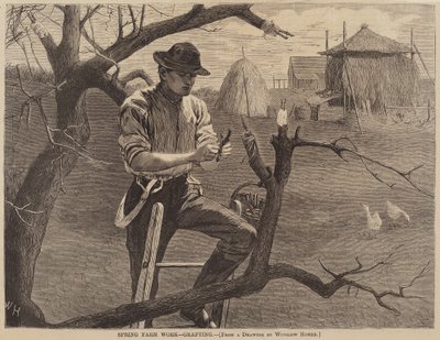 Lavoro primaverile in fattoria - Innesto da after Winslow Homer
