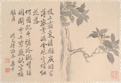 Cassia Tree da anonymous 
