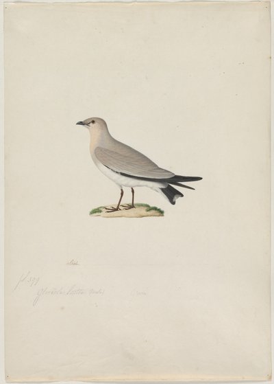 Pratincola minore (Glareola lactea) da attributed to Paul Hüet