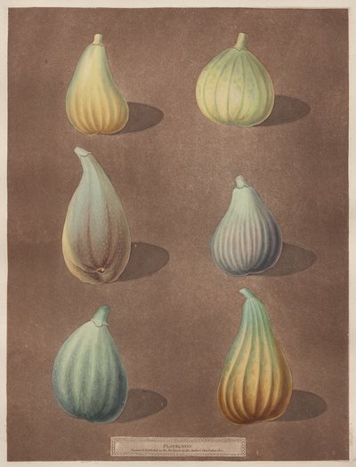 Pomona Britannica: No. 74 - Fichi da attributed to Richard Brookshaw