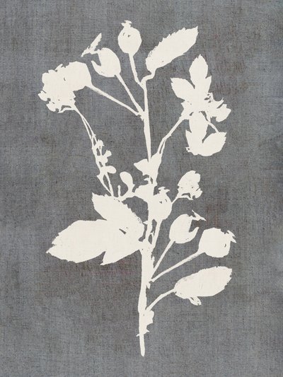 Silhouette di rosa botanica da cartissi