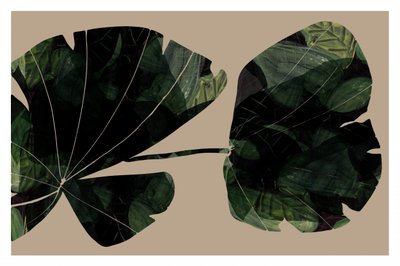 Foglie tropicali scure da cartissi
