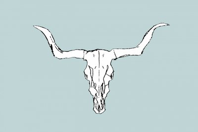 Teschio di toro del deserto da cartissi