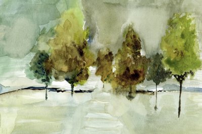 Alberi avvolti nella nebbia da cartissi