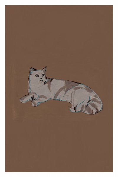 Gatto grigio rilassato da cartissi