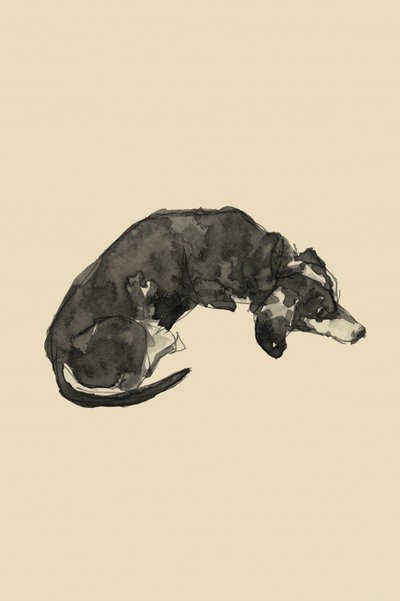  da cartissi