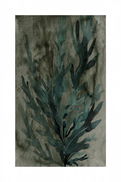 Vegetazione subacquea da cartissi