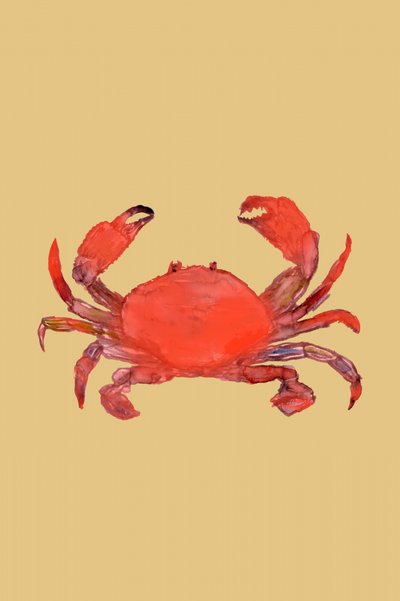 Granchio rosso brillante da cartissi