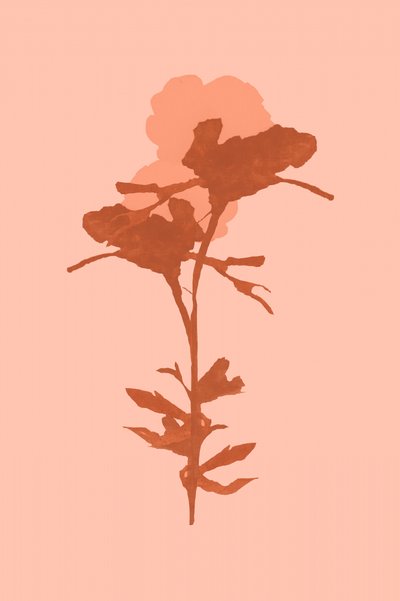 Calda fioritura botanica da cartissi