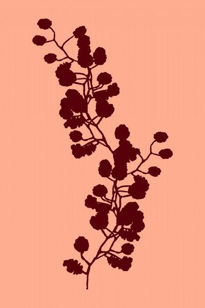 Calda silhouette botanica da cartissi