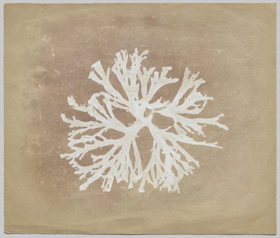 Alghe da circle of William Henry Fox Talbot