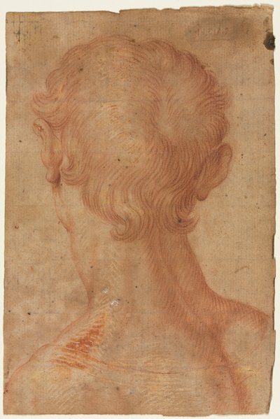 Testa di un uomo da dietro da copy after Agnolo Bronzino