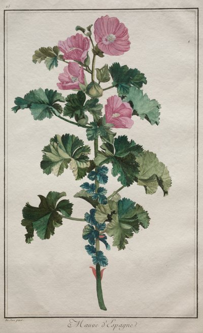 Raccolta di ventiquattro piante e fiori: Malva da de Seve