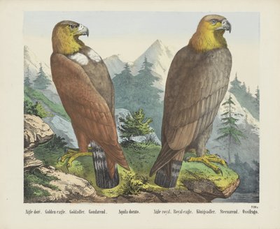 Aquila dorata da firma Joseph Scholz