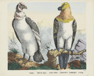 Condor / Aquila delle Alpi / Avvoltoio degli agnelli / Lammergeier / Avolrajo da firma Joseph Scholz