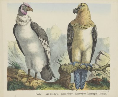 Condor. / Aquila delle Alpi. / Avvoltoio degli agnelli. / Avvoltoio degli agnelli da firma Joseph Scholz