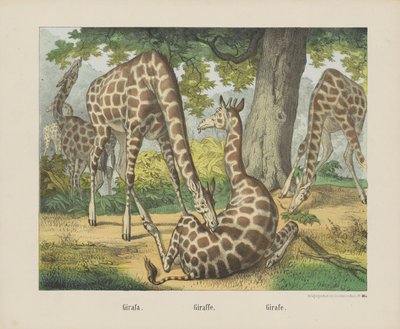 Giraffa da firma Joseph Scholz