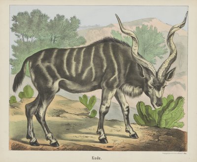 Kudu da firma Joseph Scholz