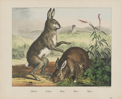 Leprotto (Lièvre. Lepro. Hase. Hare. Haas) da firma Joseph Scholz