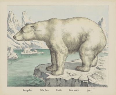Orso polare da firma Joseph Scholz