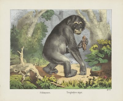 Scimpanzé. / Troglodytes niger (titolo sull