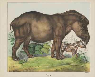 Tapir da firma Joseph Scholz