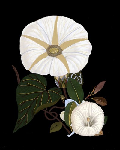  da giovanna nicolo