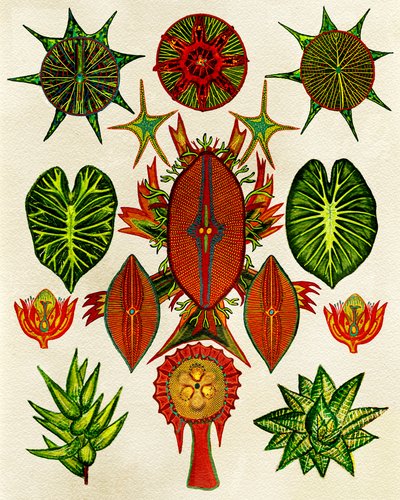  da giovanna nicolo