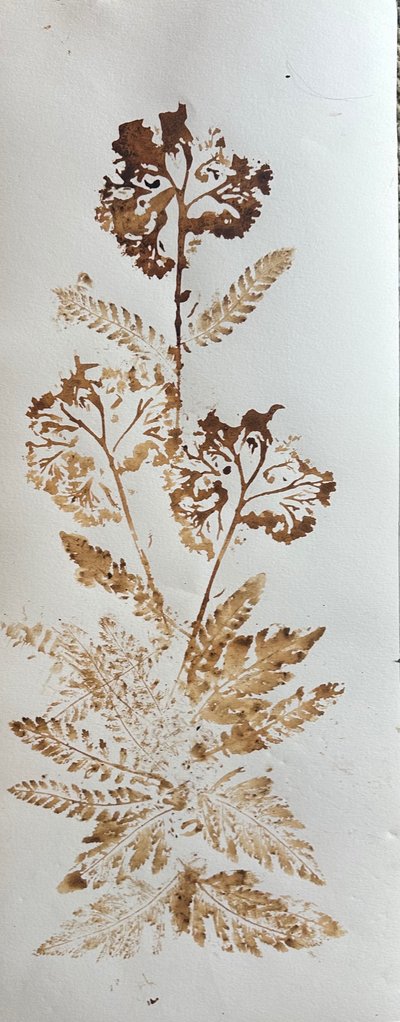 Achillea, 2025 (inchiostro di noce su carta) da jocasta shakespeare