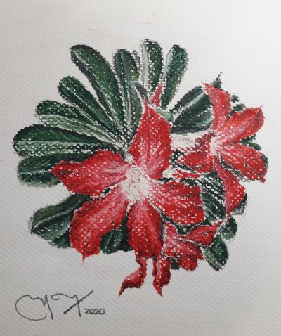 Fiore del deserto da miguelmendez_art.ve