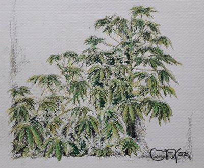 Pianta di yucca da miguelmendez_art.ve