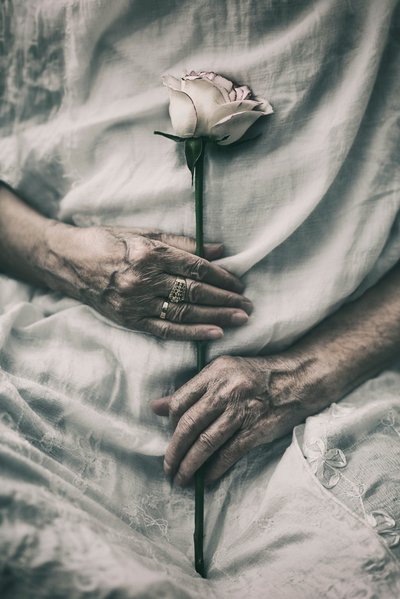 Mani delicate stringono una rosa da nima.zadshir