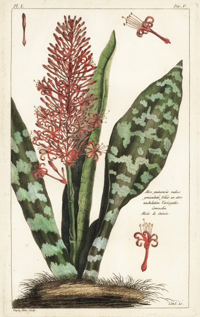 Sansevieria hyacinthoides da the Younger Dupin