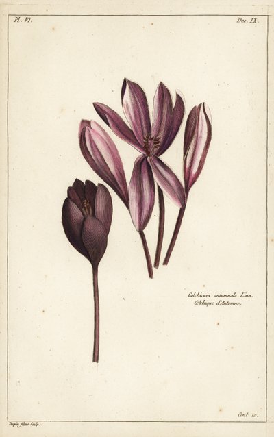 Colchico autunnale, zafferano di prato o signore nude, Colchicum autumnale, Linn da the Younger Dupin