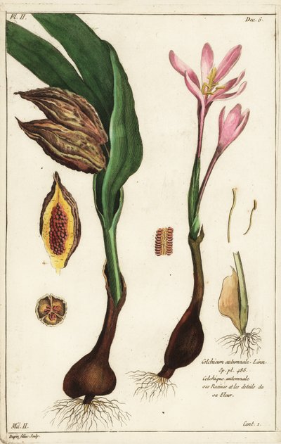 Colchico autunnale, Colchicum autumnale da the Younger Dupin