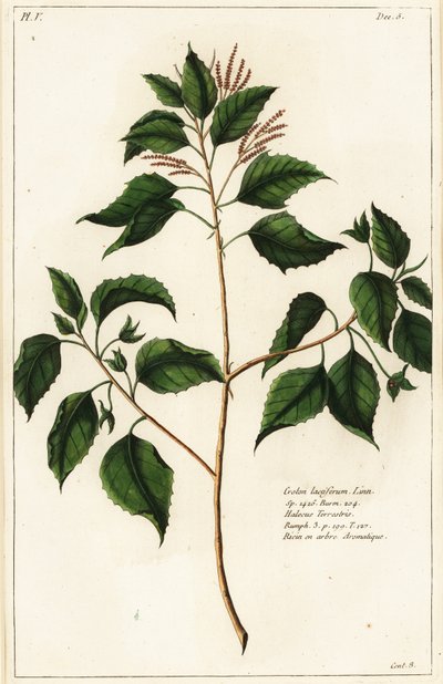 Noce candela, Croton laccifer da the Younger Dupin