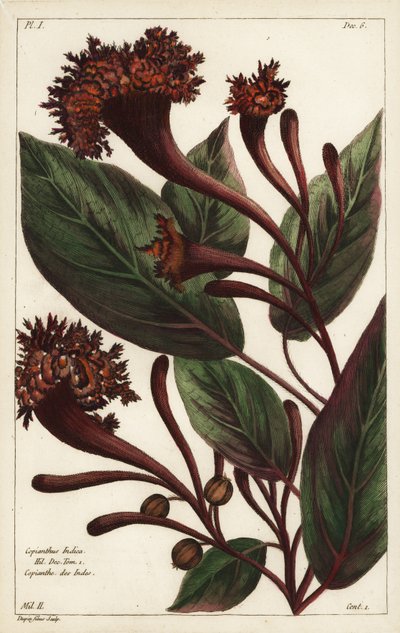 Arbusto cornucopiano, Copianthus indica da the Younger Dupin