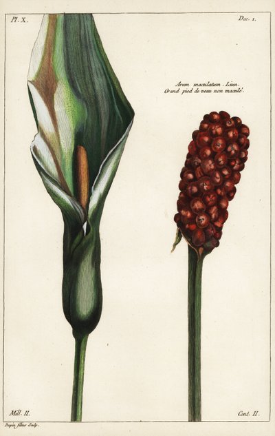 Arum maculatum, fiore e frutto da the Younger Dupin