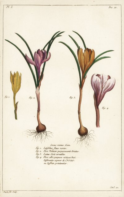 Diverse specie di crocus di primavera, Crocus vernus, Linn da the Younger Dupin