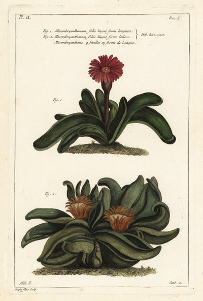 Pianta di corna di alce, Rhombophyllum dolabriforme (Mesembryanthemum dolabriforme) da the Younger Dupin
